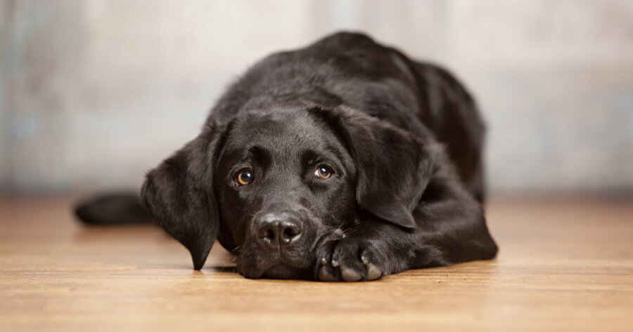 Hund Liegt Auf Mir Und Schläft Schlafpositionen vom Hund einfach erklärt